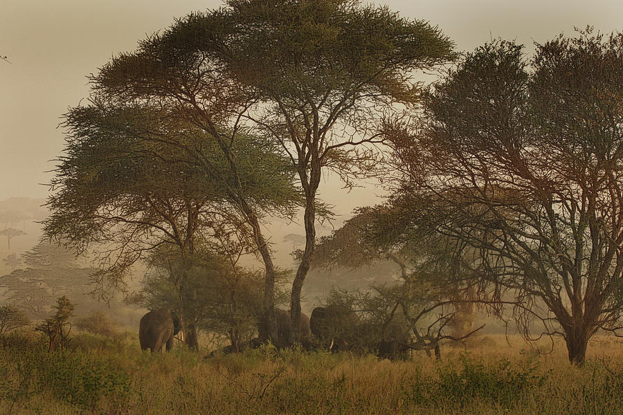 Serengeti Wanderers Photograph by Joseph G Holland