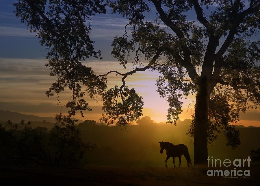 Horse and Oak Tree in Golden Sunset Photograph by Stephanie Laird