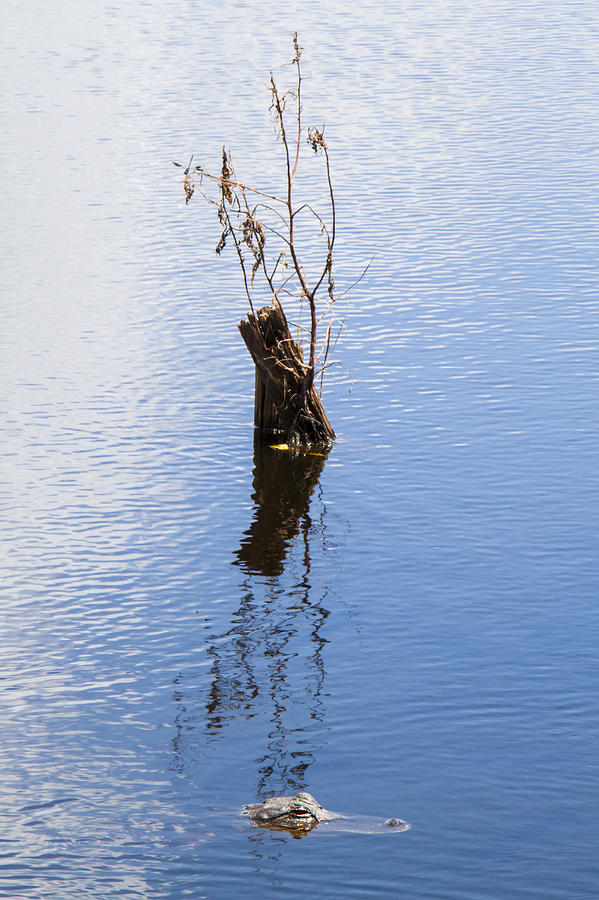 Alligator Photograph - Serenity by Ellie Teramoto