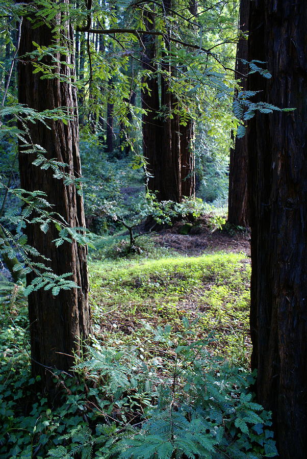 Serenity in the Redwood Forest Photograph by Ben Upham III