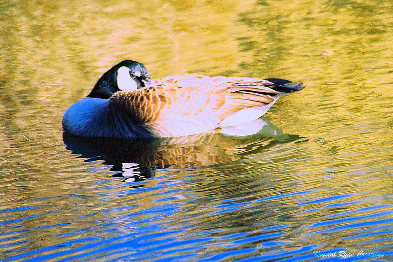 Goose Photograph - Serenity by Laura Roberson Chavez