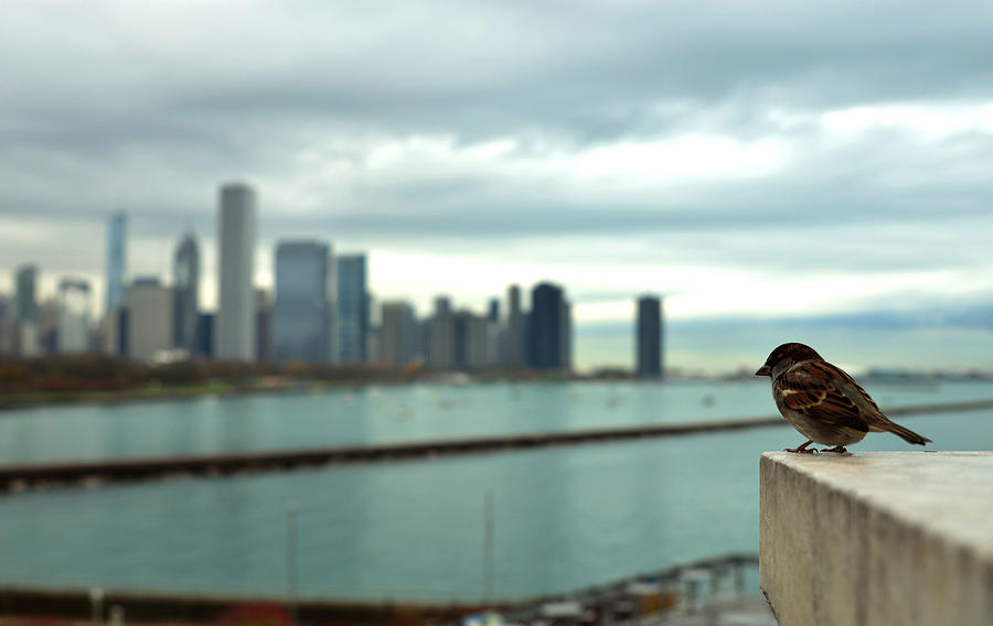 Serenity of Chicago by Rafay Zafer Serenity of Chicago by Rafay Zafer
