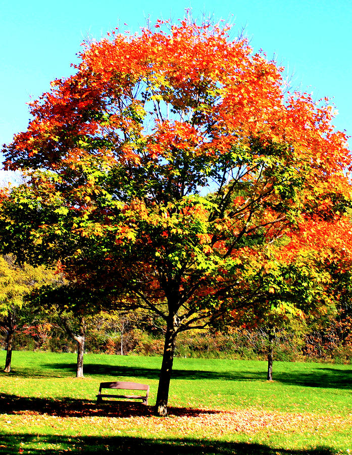 Fall Photograph - Serenity Tree by Sandra Amberg
