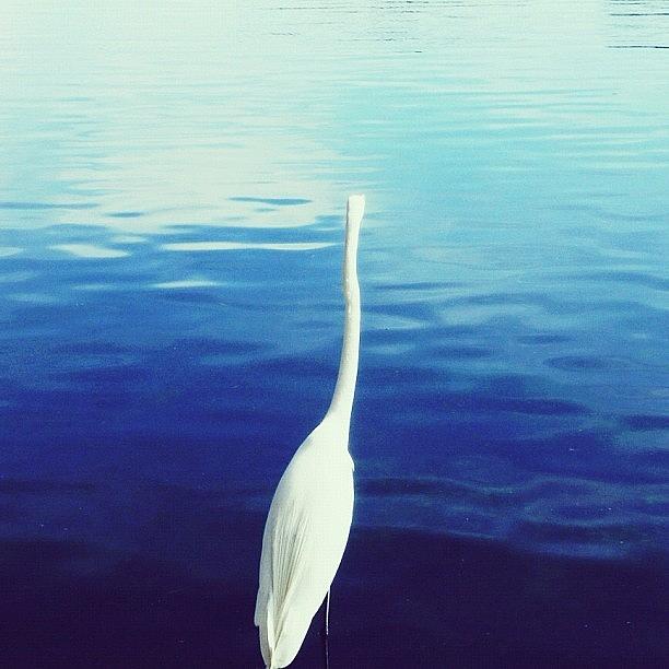 Swan Photograph - Series 1/3: | One Is Lonely | by Istories Chi