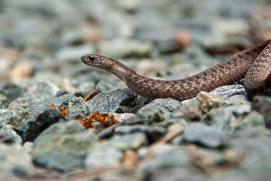 Serpent Photograph by Gene Hilton
