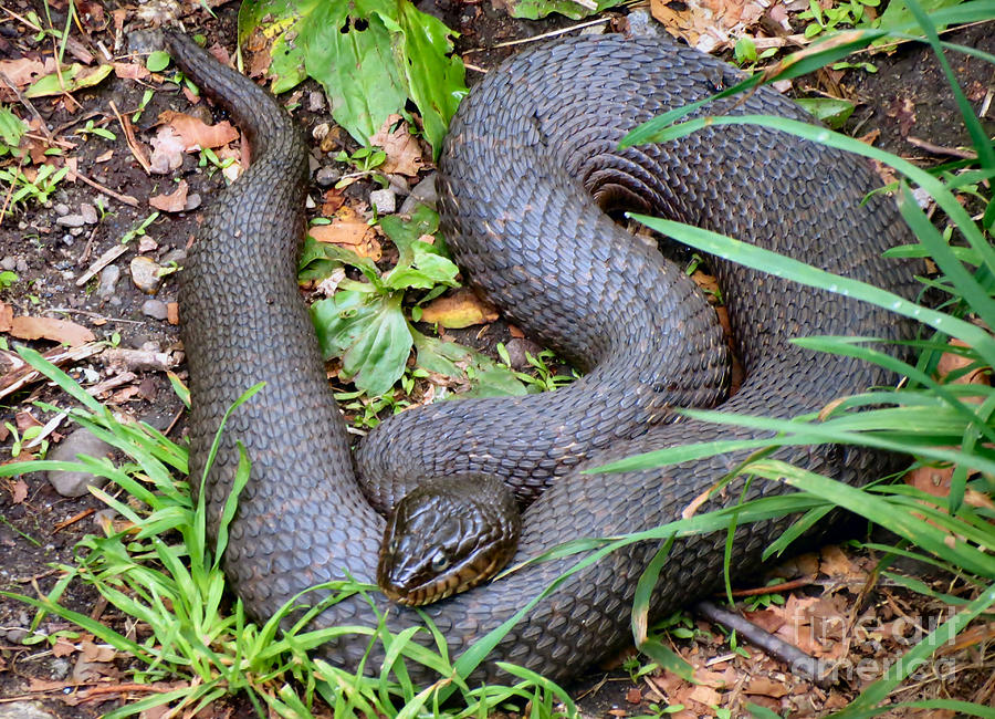 Serpent Photograph by Art Dingo - Fine Art America