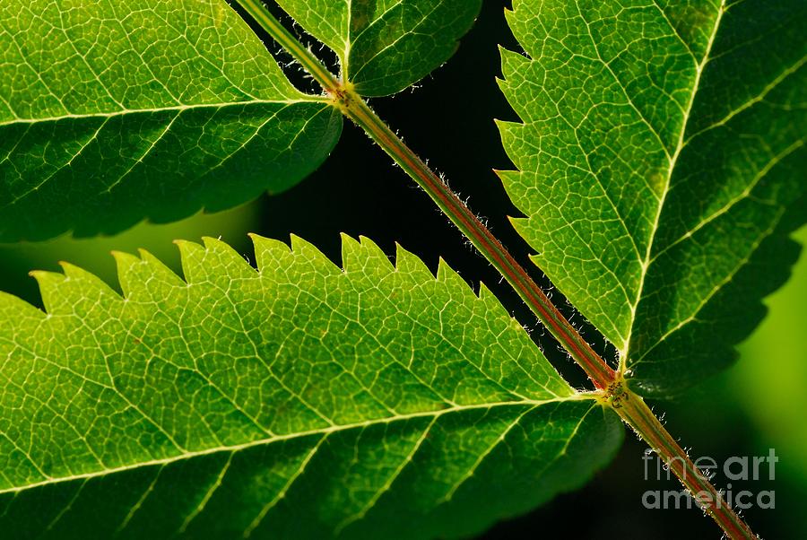 Abstract Photograph - Serrated Edge a leaf foliage abstract by John Kelly