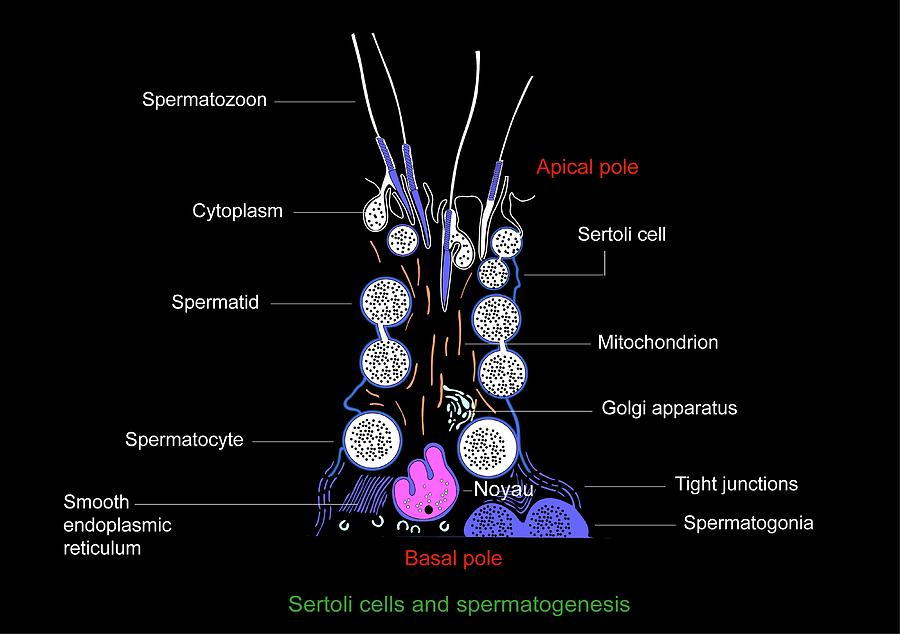 Sertoli Cell Photograph - Sertoli Cells, Diagram by Francis Leroy, Biocosmos