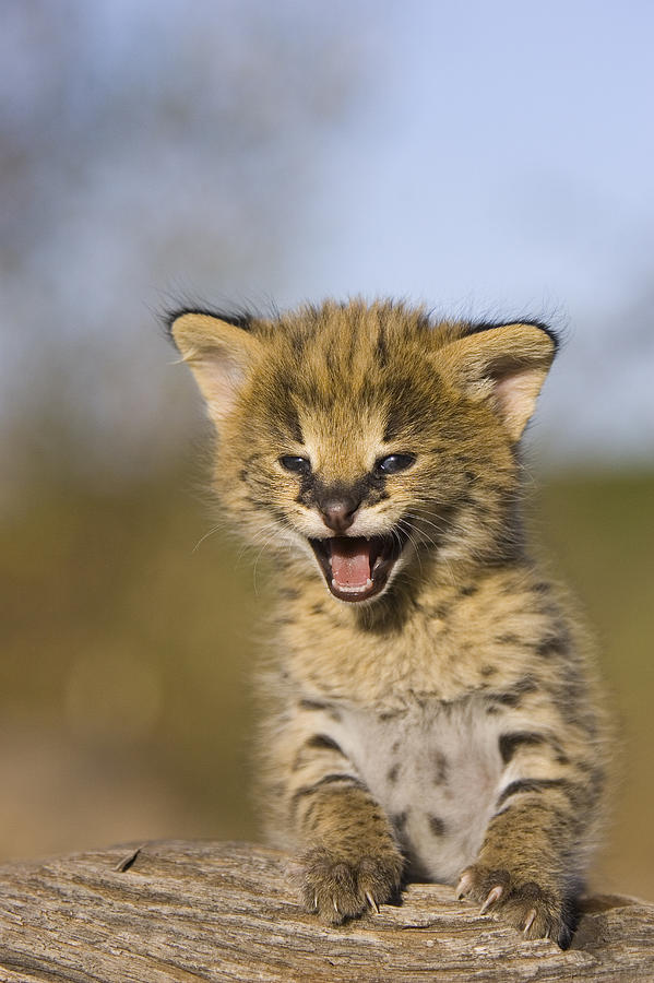 Serval Kitten Calling Masai Mara Photograph by Suzi Eszterhas