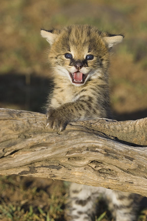 Serval Kitten Playing On Log Photograph by Suzi Eszterhas