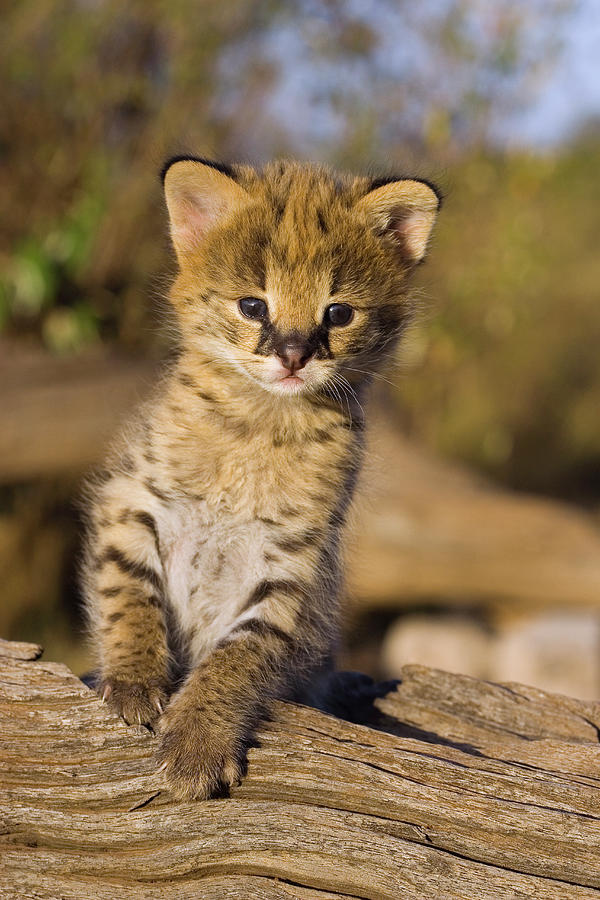 Serval Kitten Photograph by Suzi Eszterhas