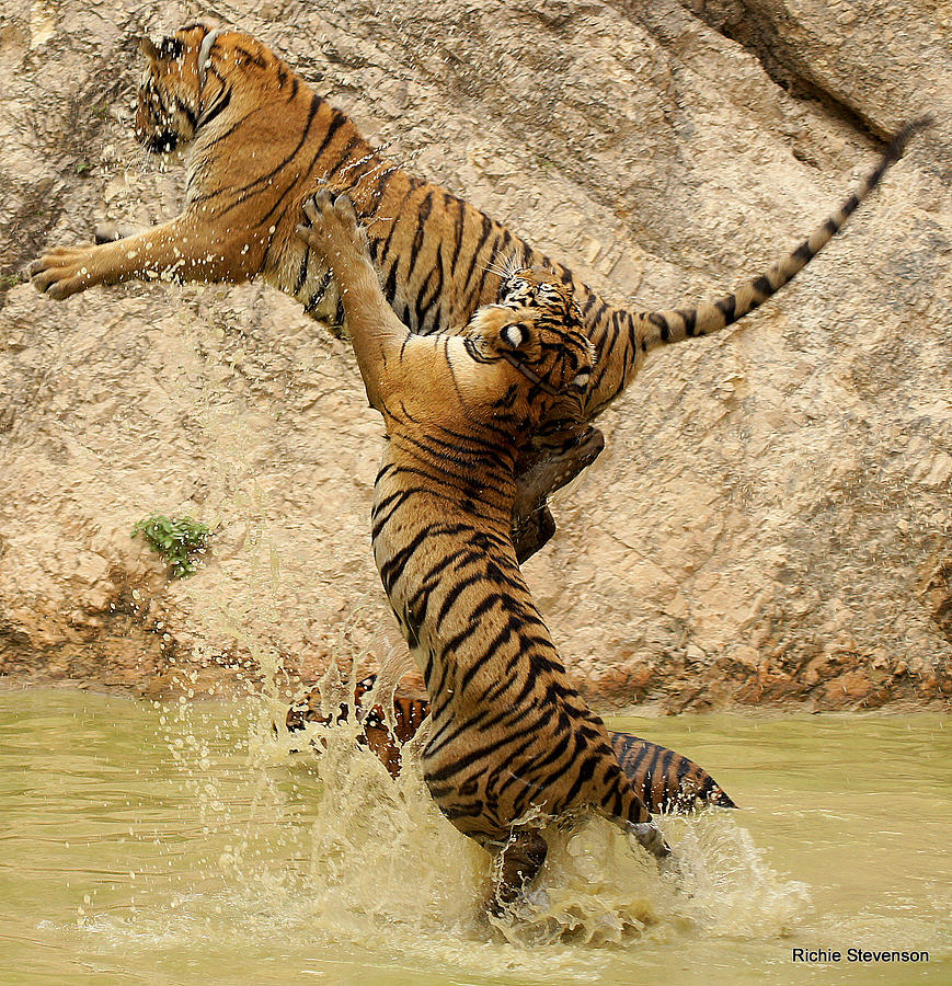 Tiger Photograph - Set  Flying Tigers by Richard Bentley-stevenson