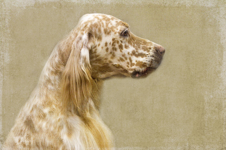 Dog Photograph - Setter 2 by Rebecca Cozart
