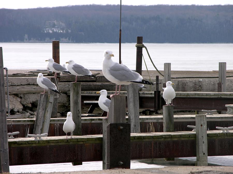 Seven Gulls Photograph by Keith Stokes