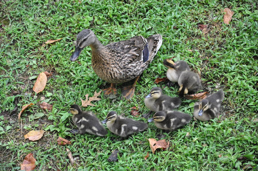 Bird Photograph - Seven Little Ducklings by Jan Amiss Photography