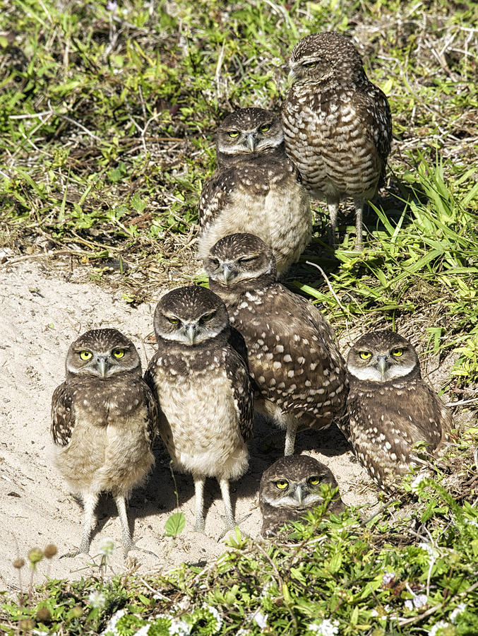 Seven Owls Photograph by Wade Aiken