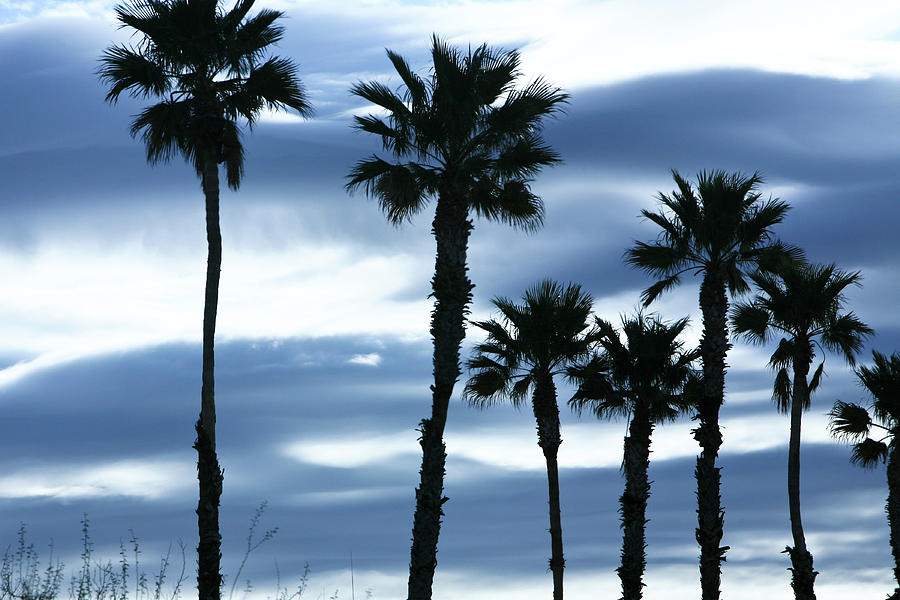 Seven Palms Photograph by Gilbert Artiaga