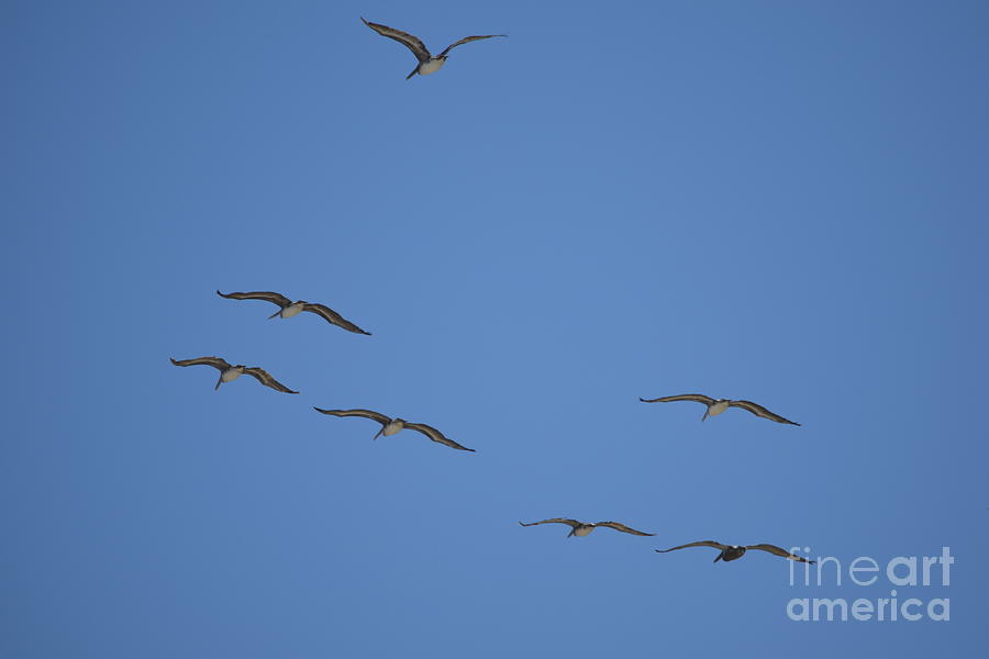 Seven Pelicans Photograph by Johanne Peale