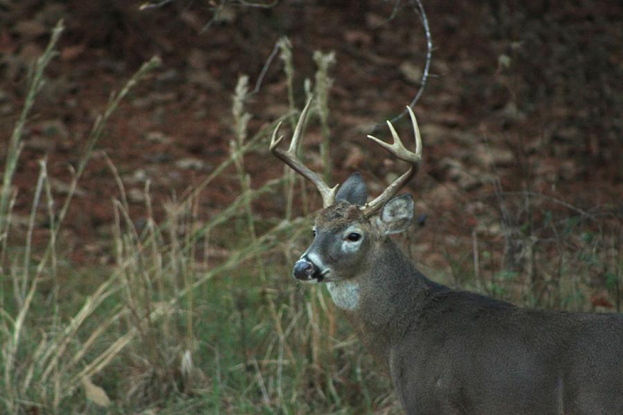 Seven Point Photograph by Jake Busby - Fine Art America