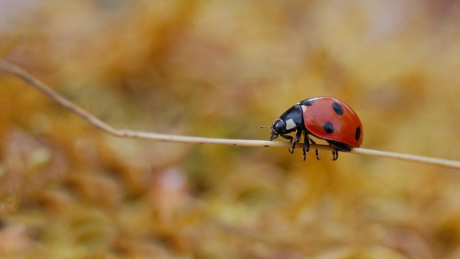 Seven spot ladybird Photograph by Gavin Macrae