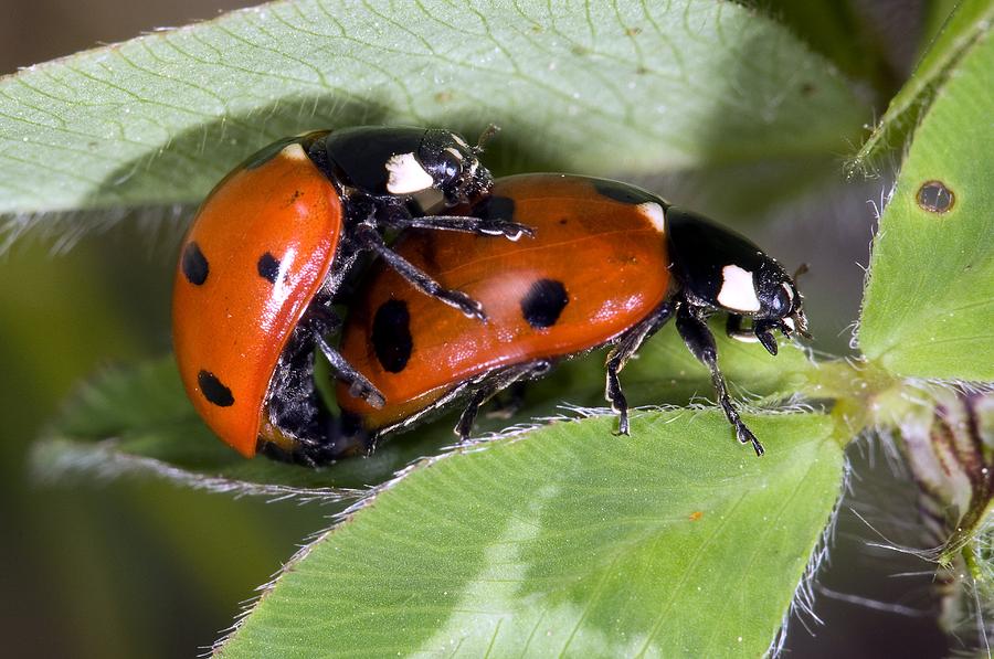 Seven-spot Ladybirds Mating Photograph by Paul Harcourt Davies - Fine ...