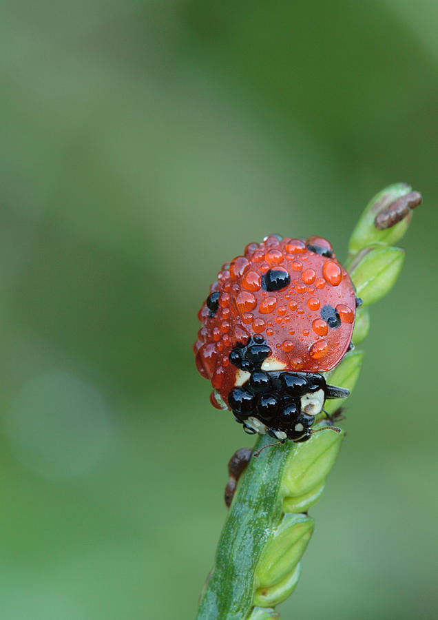 Seven-spotted Lady Beetle On Grass With Dew Photograph by Daniel Reed