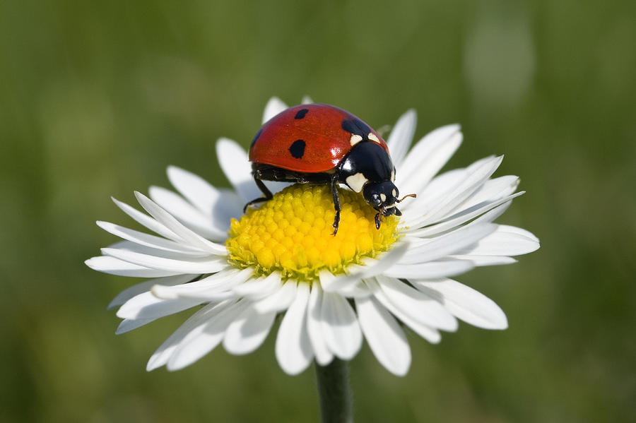 Seven-spotted Ladybird Coccinella Photograph by Konrad Wothe