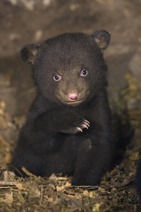 Seven Week Old Black Bear Cub Photograph by Suzi Eszterhas