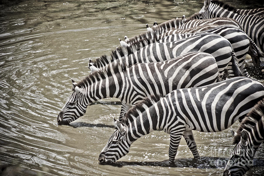 Several Thirsty Zebra Photograph by Darcy Michaelchuk