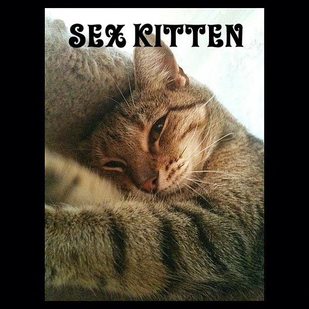 Cat Photograph - Sex Kitten by Mike Maginot