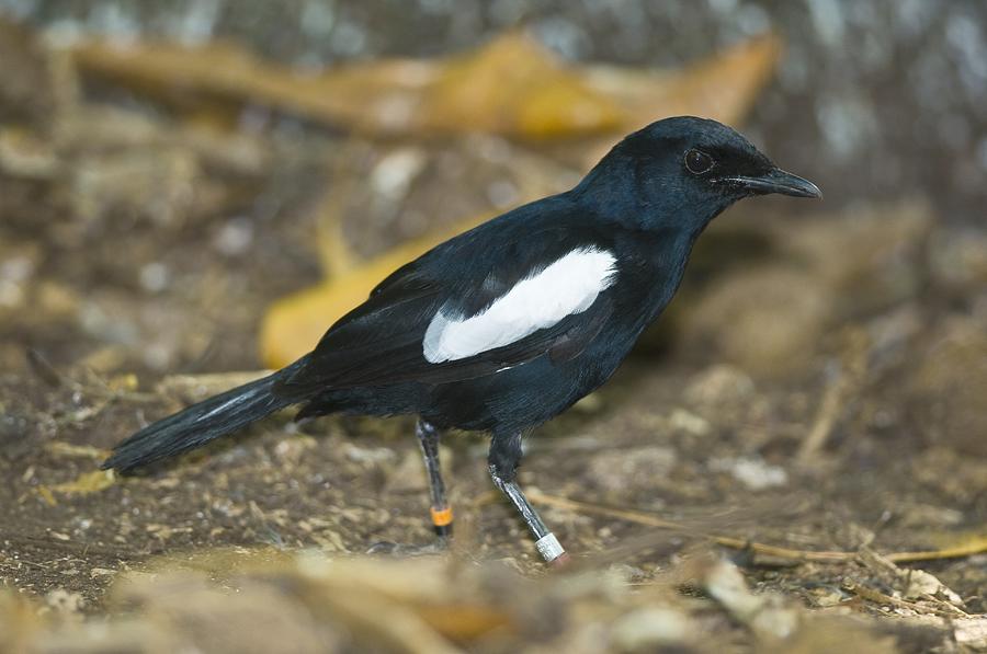 Seychelles Magpie Robin Photograph by Peter Chadwick - Fine Art America