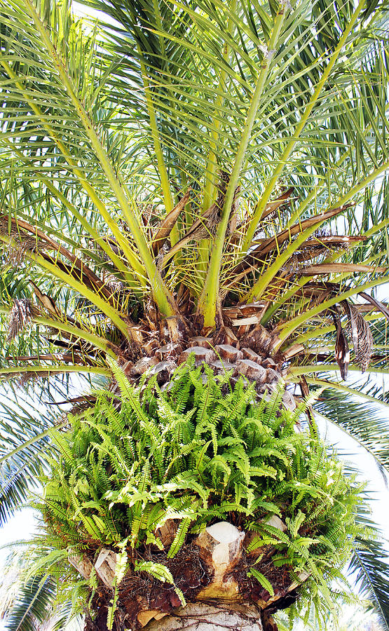 Shade of the Palm Photograph by Matt Lewis Fine Art America