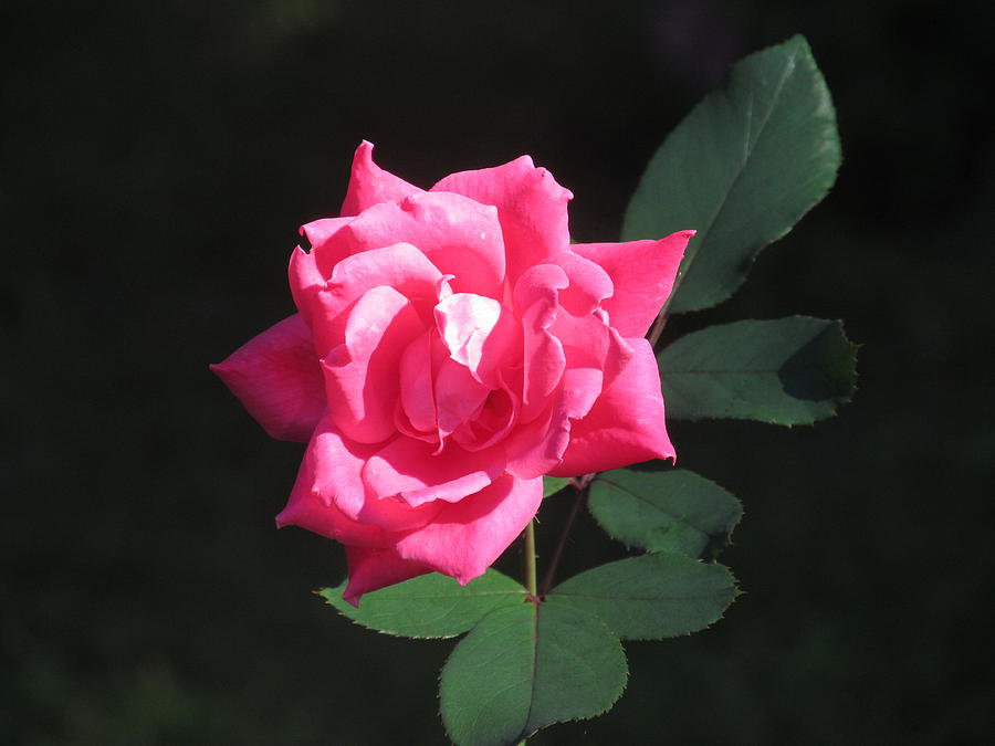 Shaded Pink Rose Photograph by Loretta Pokorny