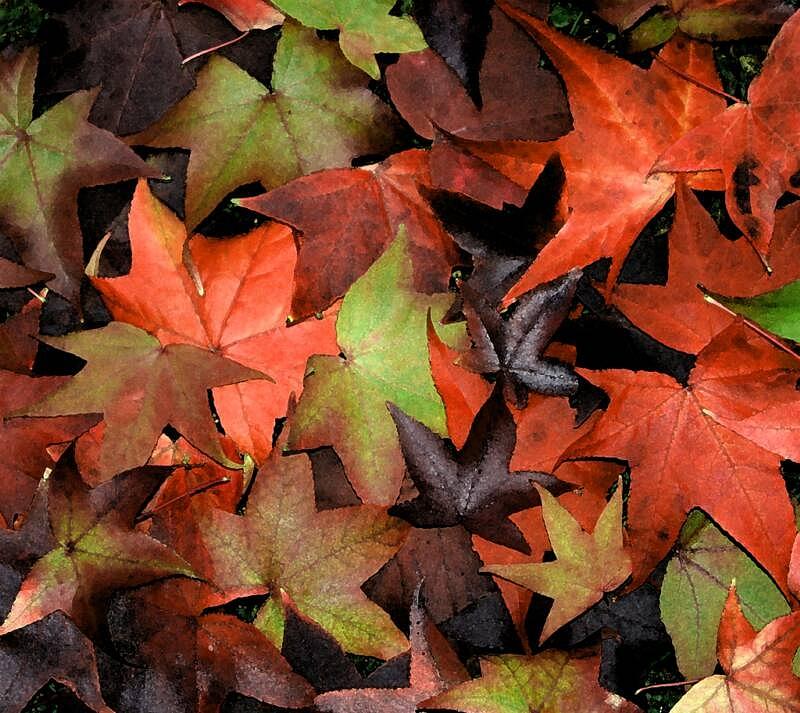 Alternative Uses for Autumn Leaves - Elite Tree Care