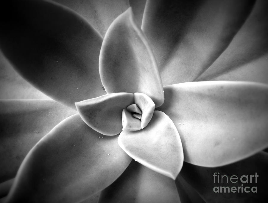 Black And White Photograph - Shades of Gray I by Shawna Gibson