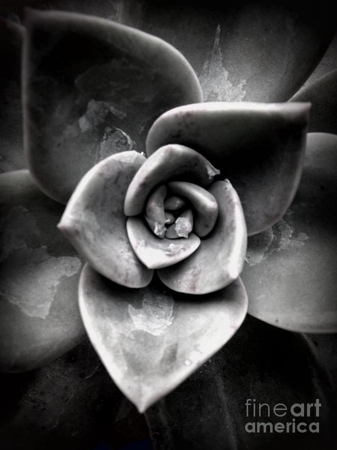 Black And White Photograph - Shades of Gray II by Shawna Gibson