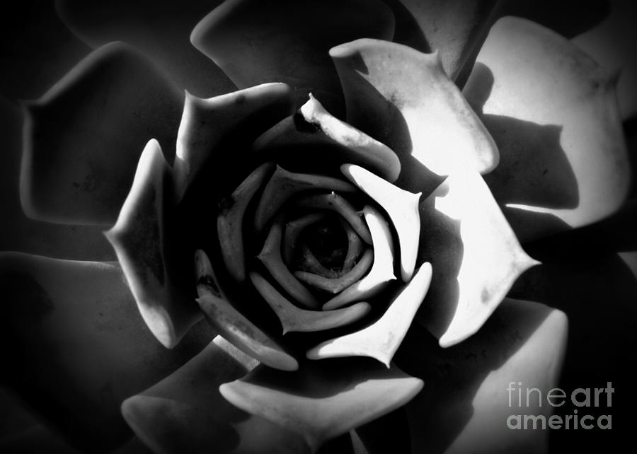 Black And White Photograph - Shades of Gray III by Shawna Gibson