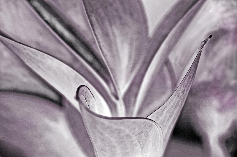 Shades of Gray... Photograph by Tanya Tanski