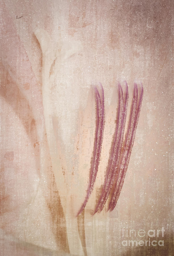 Shades of Pink Photograph by David Waldrop