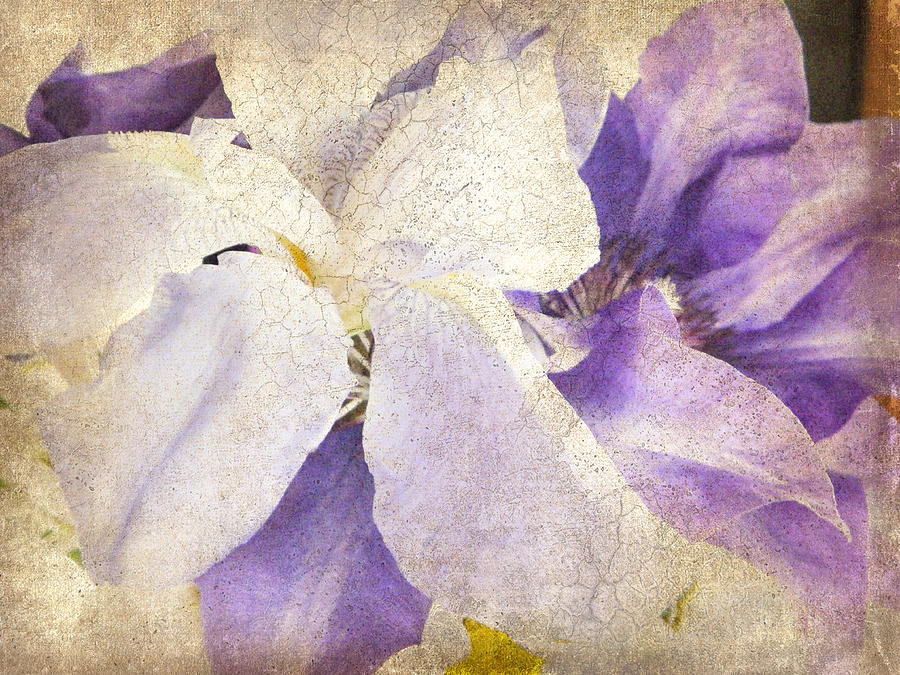 Shades of purple Photograph by Judith Lawhon - Fine Art America