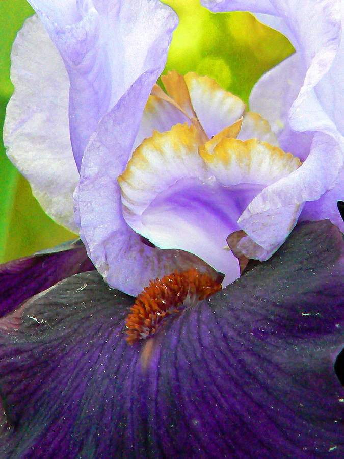 Shades of Purple  Photograph by Pamela Patch