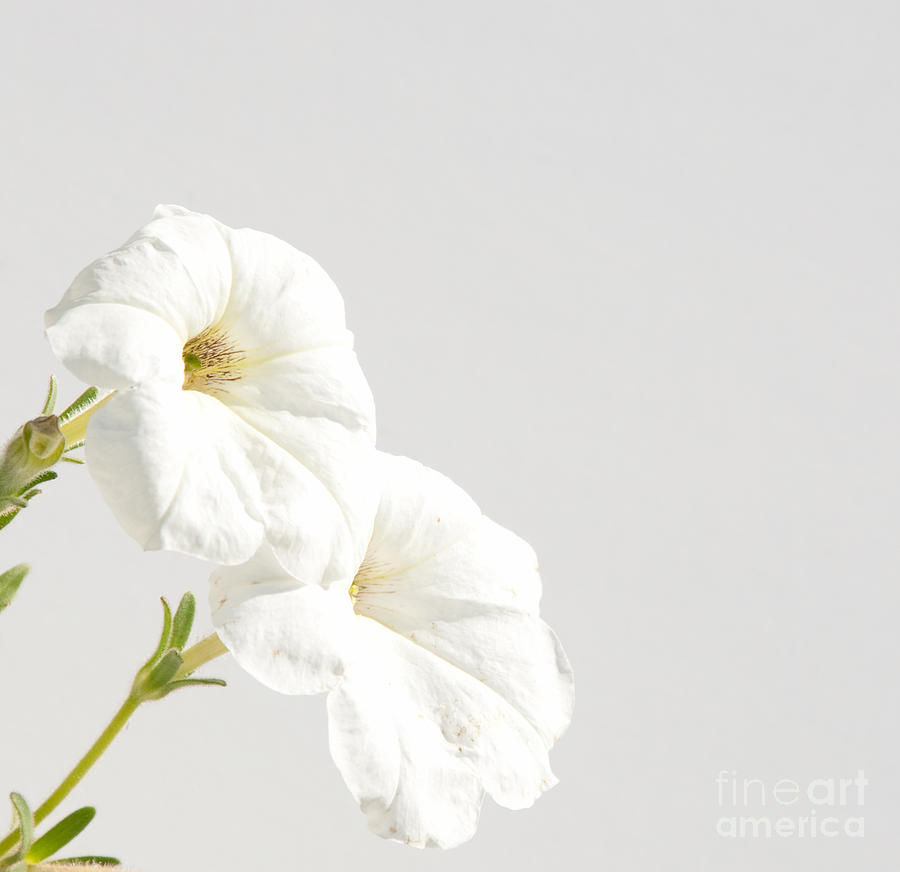 Shades of White Photograph by Sari ONeal