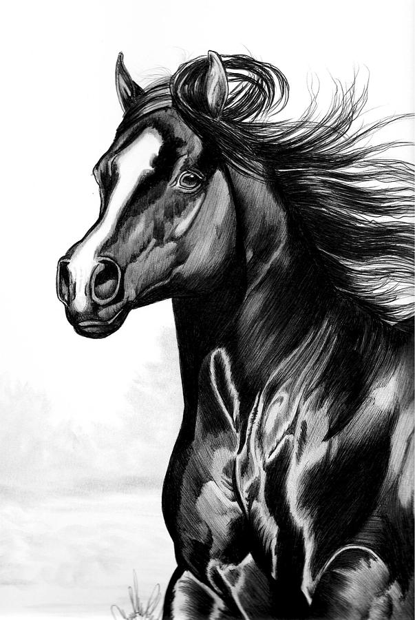 Shading Of A Horse In Bic Pen Drawing by Cheryl Poland