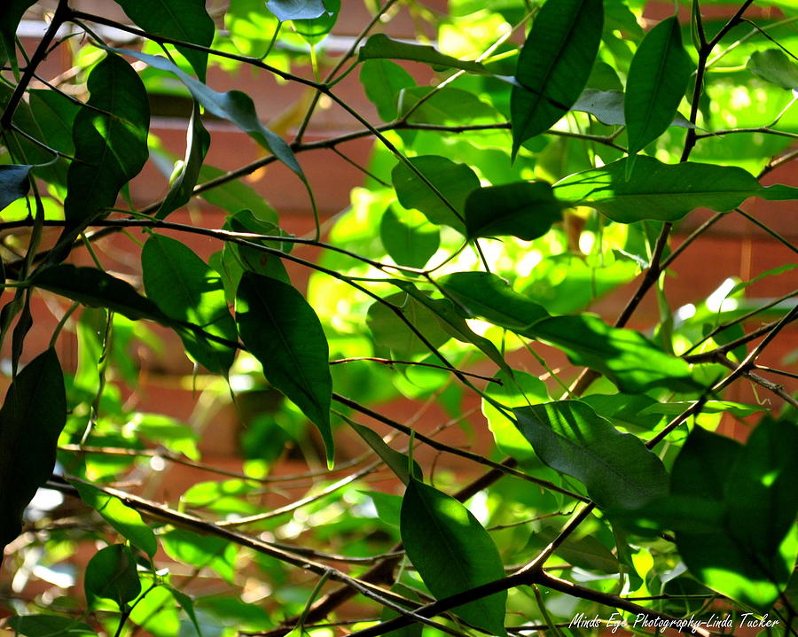 Nature Photograph - Shadow and Light-Greens 2 by Linda Tucker