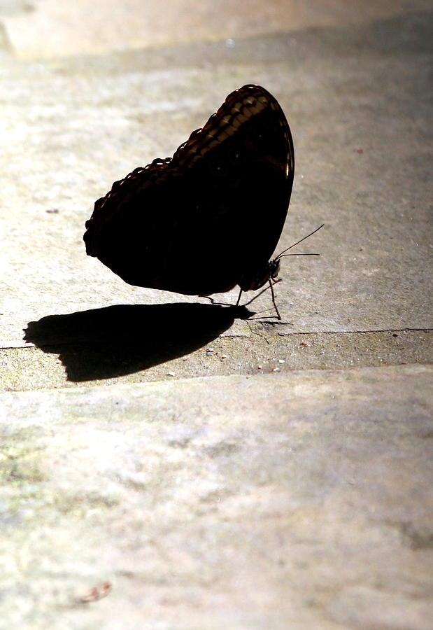 Butterfly Photograph - Shadow Dance by Elizabeth Hart