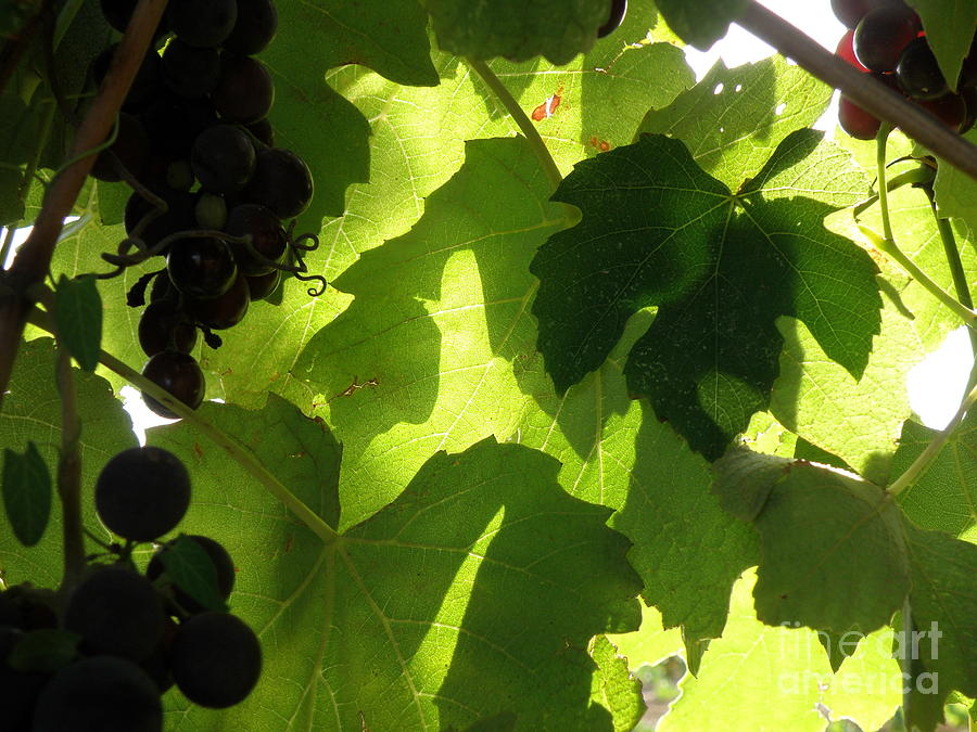 Shadow Dancing Grapes Photograph by Lainie Wrightson