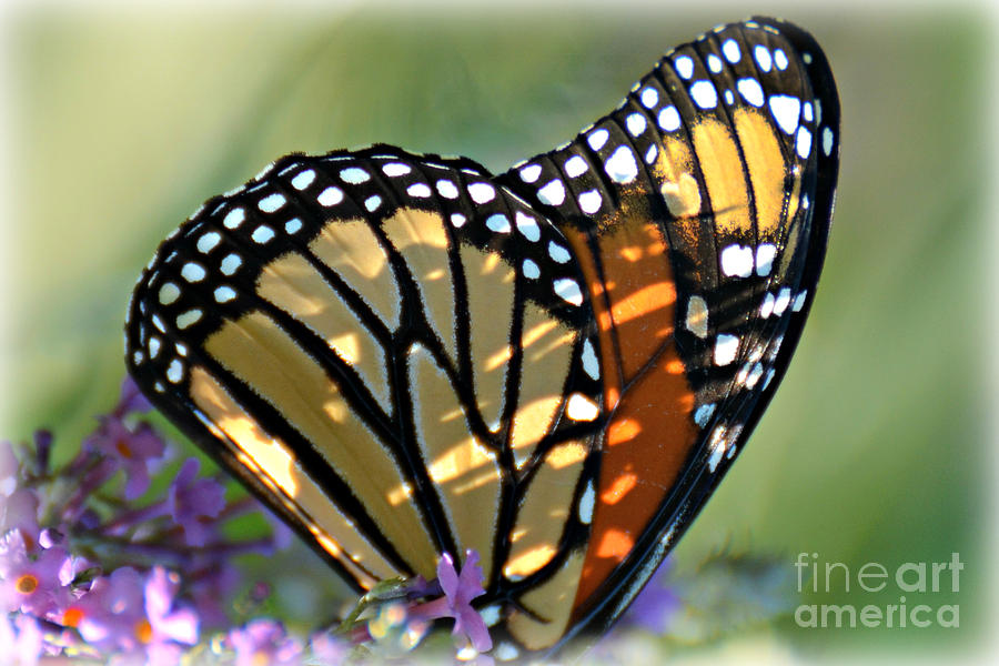 Shadow Dancing on Butterfly Wings Photograph by Lila Fisher-Wenzel