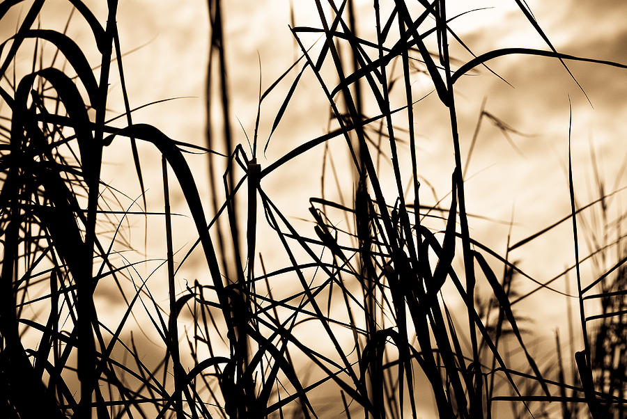  Shadow  Grass  Photograph by Austin Sims