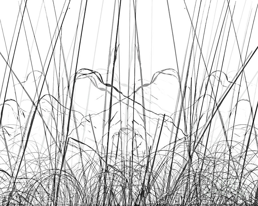 Shadow Grasses Digital Art by Lizi Beard-Ward