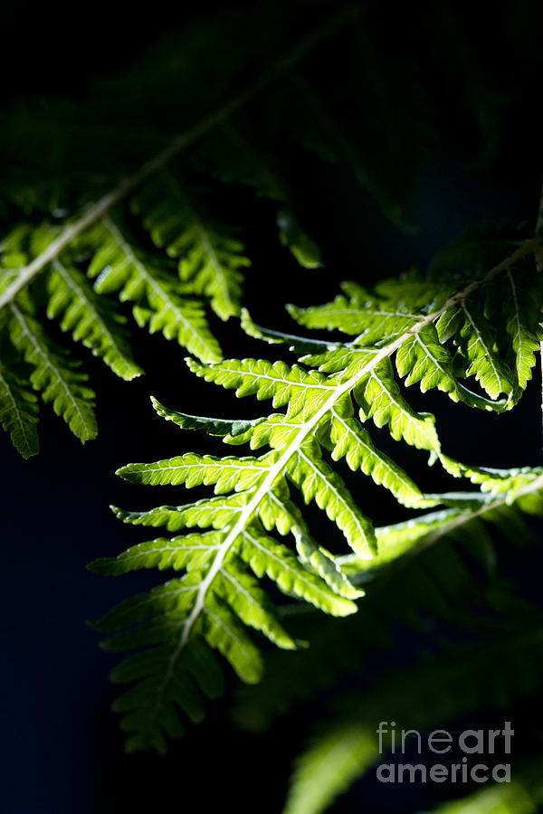 Shadow Photograph - Shadow on leaf -7 by Tad Kanazaki Shadow Photograph - Shadow on leaf -7 by Tad Kanazaki
